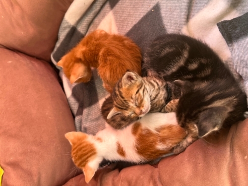 Onlara şans verin Minik kalplere yuva olmak ister misiniz fotoğraf