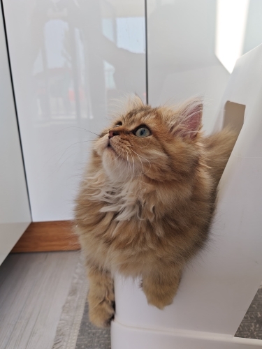 Erkek güzeli paşa fotoğraf