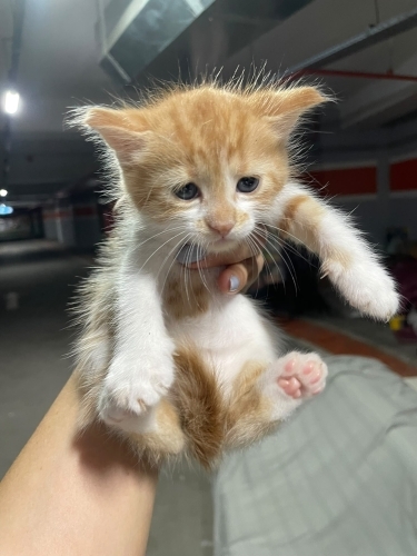 Henüz 1 aylık minik köfteler fotoğraf