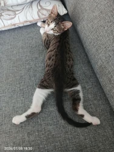 Oyuncu tam bi Delibaş 😁 fotoğraf