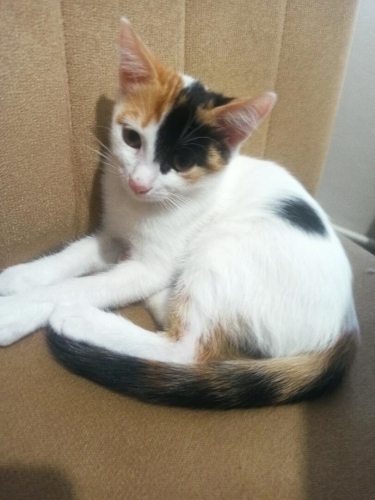 3 aylık ev ortamında büyüyen dişi kedi fotoğraf