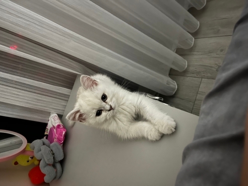 British shorthair fotoğraf