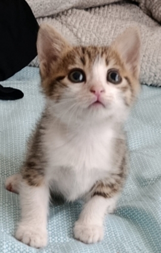 Yavru dişi kedi oyuncu fotoğraf