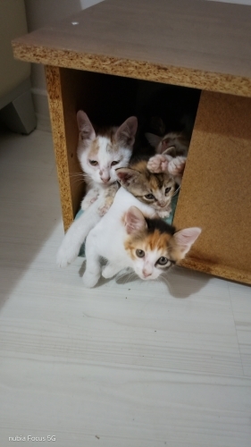 Bahçeden kovuldular fotoğraf