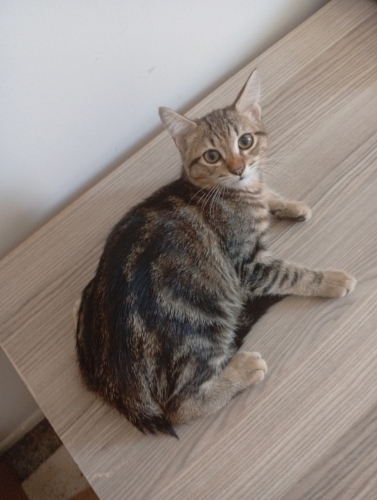 sokaktan aldımdıgım kedi hamileymiş fotoğraf