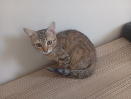 sokaktan aldımgım kedi hamileymiş 4 yavrusu oldu fotoğraf