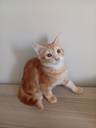 sokaktan aldımgım kedi hamileymiş 4 yavrusu oldu fotoğraf