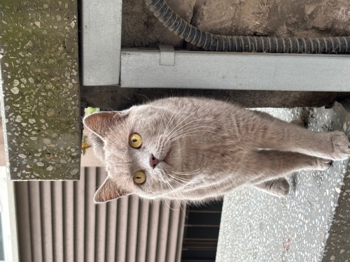 2 yaşında dişi kısır kızımıza yuva arıyorum. fotoğraf