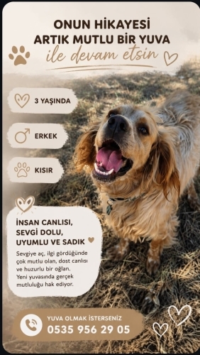 3 yaşında kısır erkek setter cinsi patili dostumuza ömürlük yuvasını arıyoruz. fotoğraf