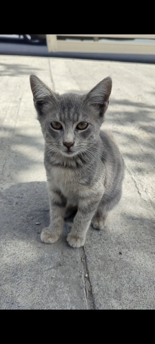 YAVRU KEDİYE YUVA fotoğraf