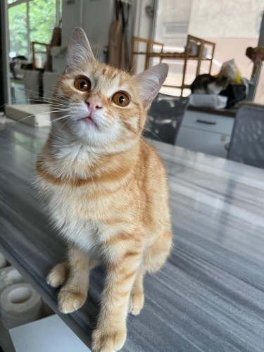 Bal’ a Kalici Yuva fotoğraf