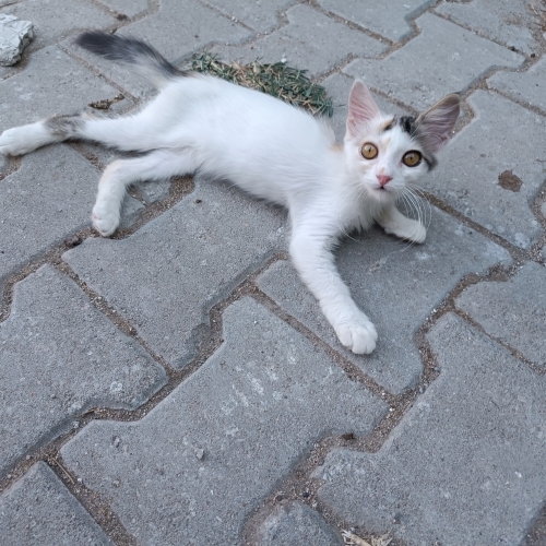 Dişi 3 aylık güzel gözlü yavruma ömürlük yuvasını arıyoruz fotoğraf