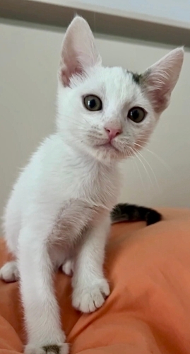 Melez yavru acil yuva arıyor fotoğraf