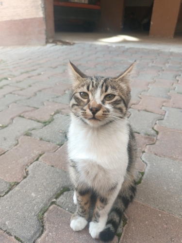 Ömürlük Yuvasını Ve Sıcak Bir Kucağı Arıyor! 🐾 fotoğraf