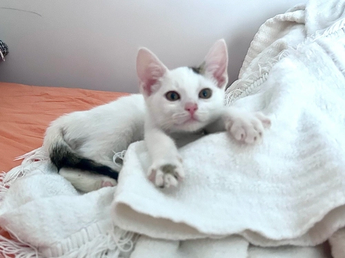 Melez yavru sokağa dönmesin fotoğraf