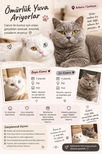 Gri kızımız: 4 yaşında, dişi ve kısır.Beyaz kızımız: 3 yaşında, dişi ve kısı fotoğraf