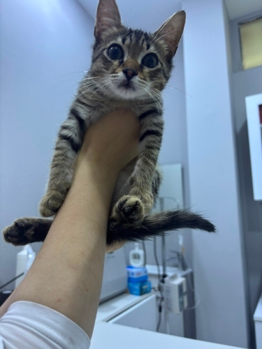 Milo iç dış parazitleri yapıldı karma aşısı yapıldı fotoğraf