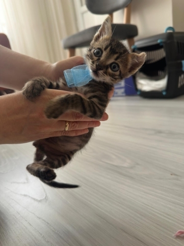 Gofret, 5 haftalık yavru kedi (Acil yuva aranıyor) (Ücretsiz Sahiplendirme) fotoğraf