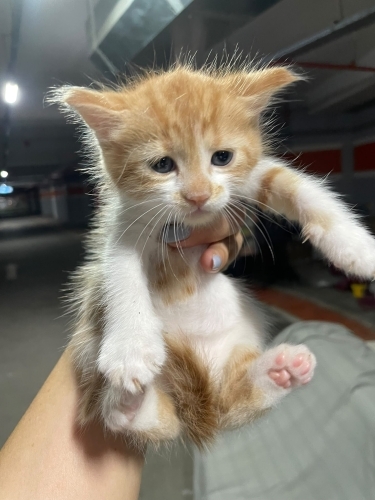 Minik köfte yuva arıyor fotoğraf
