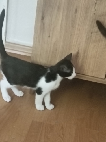 3 Kardeşe yuva arıyoruz fotoğraf