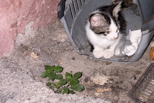 MİNİĞE ACİL YUVA fotoğraf