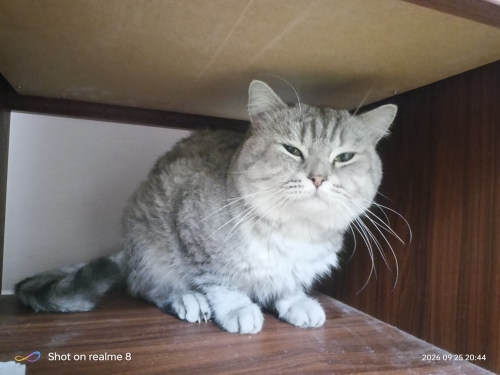Biritish shorthair fotoğraf