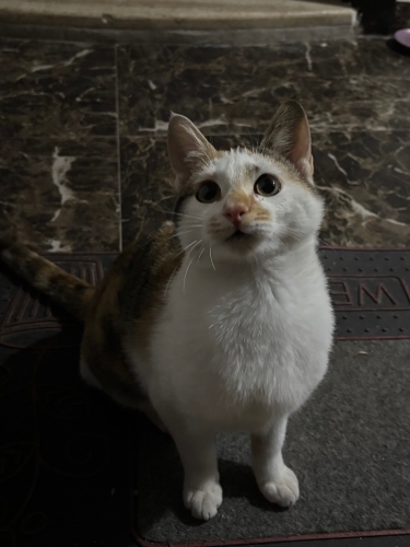 Bu güzel kıza yuva aranıyorr fotoğraf