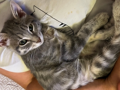 Annesiz yavru kedi fotoğraf