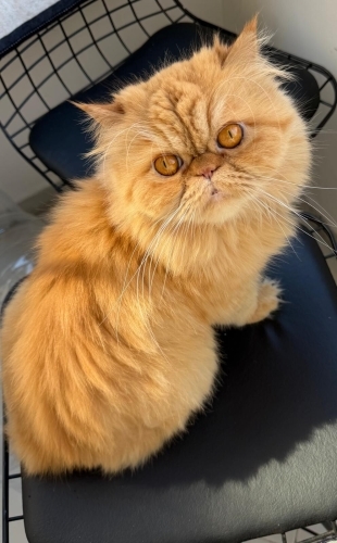 Leon Ömürlük Yuvasını Arıyor🧡 fotoğraf