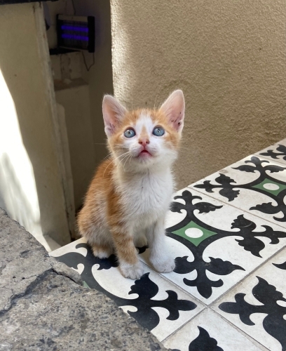 EV YAVRUSU, ÇOK EVCİL, 5 HAFTALIK, SAĞLIKLI, EĞİTİMLİ, ÜCRETSİZ 05373884388 fotoğraf