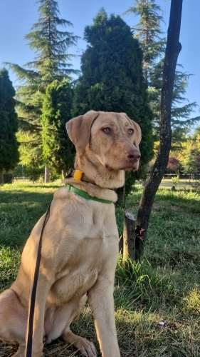 Ücretsiz Labrador Retriever, 1 yaş, kısır, aşılı, eğitimli fotoğraf