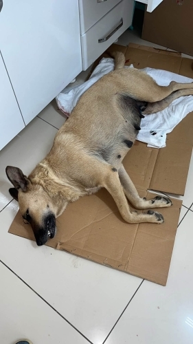 Acil yuva arıyoruzzz fotoğraf