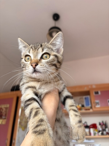FINDIĞA YUVA ARIYORUZ fotoğraf