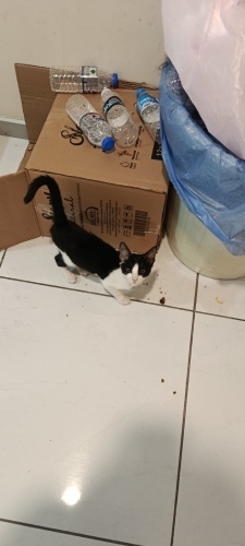Terk edilmiş yavruya acil yuva fotoğraf