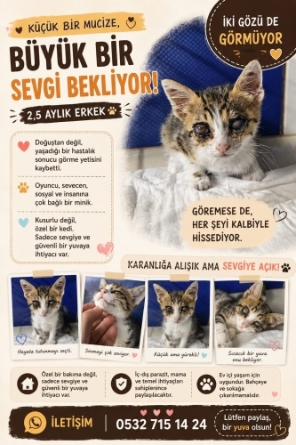Kör yavruya acil yuva fotoğraf