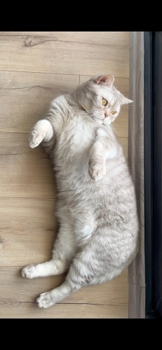 Oyun oynamayı seven meraklı ve sevecen fotoğraf