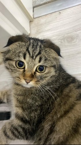 Ömürlük Yuvasını Arayan Can Dostum 🐾 fotoğraf