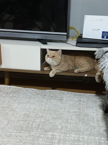 Leo için kalıcı yuva fotoğraf