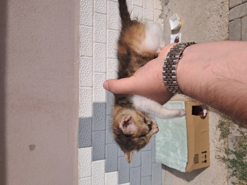 Bahçemizde Baktığımız 1-2 Aylık Annesiz Kedi fotoğraf