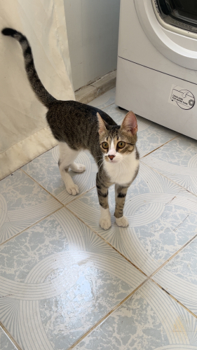 aslana yuva ariyoruz💕 fotoğraf