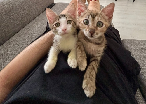 Kirpi ve Tilki Yuva Arıyor fotoğraf