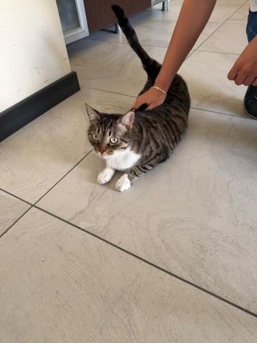 🐾 TEKİR’E ÖMÜRLÜK YUVA ARANIYOR – ANKARA 🐾 fotoğraf