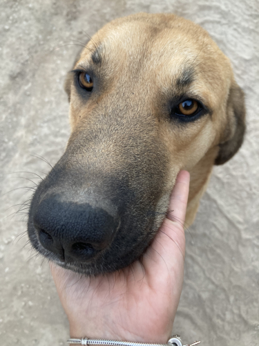Ekmek Tam Bir Bahçe Köpeği fotoğraf