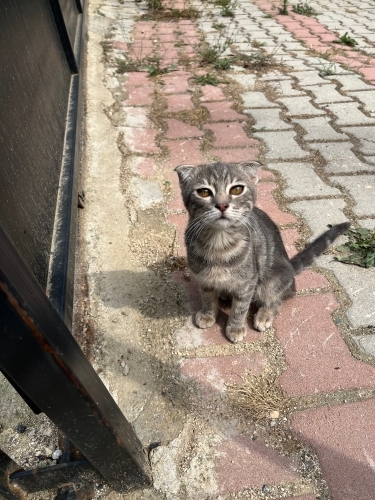 Sokakta Yaşıyor fotoğraf
