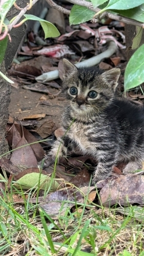 Annesi yok. Acil korumaya alınması gereken4-5 haftalık bebek kedi fotoğraf