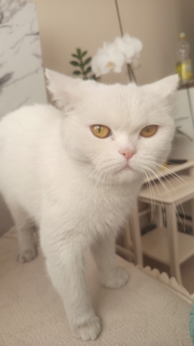 Uysal tuvalet eğitimi olan sakin kedi fotoğraf