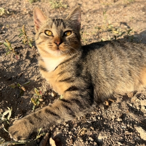 LEBLEBİ YUVASINI ARIYOR fotoğraf