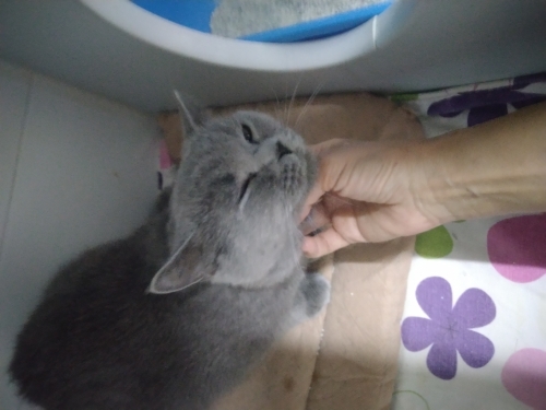 ÜRETİM EVİNDEN ATILAN BRİTİSH KEDİ YUVA ARIYOR fotoğraf