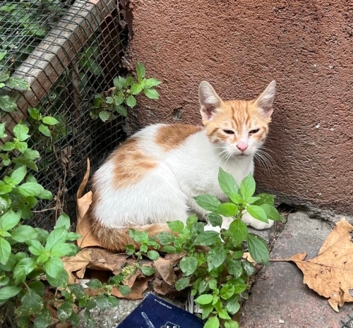 ÇOK ACİL GÜVENLİ YUVA fotoğraf