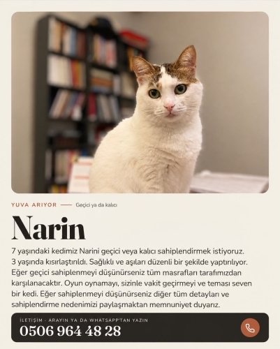 Narin ömürlük yuvasını arıyor. fotoğraf